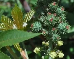 Frutos de Higuerilla 