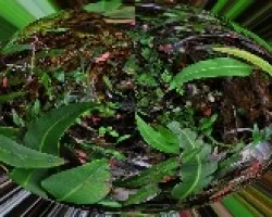 Ambar exótico I