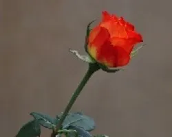 Botón de Rosa Herediana