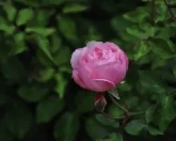 Rosa del Parque de San Pedro