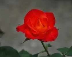 Rosa Herediana