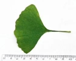 Hoja de Gilgo biloba