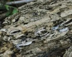 Textura 1