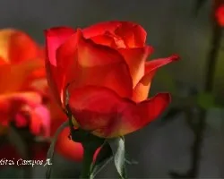 Rosa II