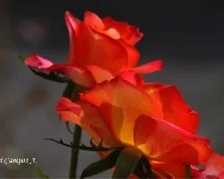 Rosa III