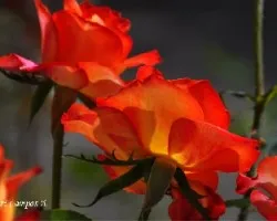 Rosa I