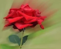 Rosa modificada 1