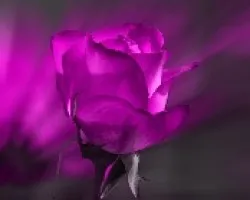 Rosa modificada 2