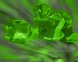Rosa modificada 3