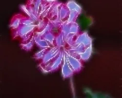 Fractal de un geranio