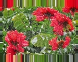 Arbol en flor