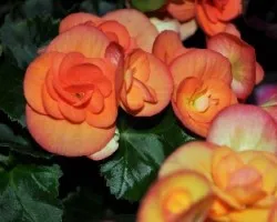 Flores I