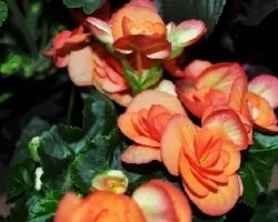 Flores II