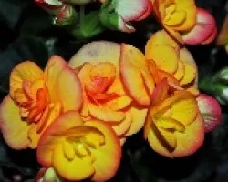 Flores III
