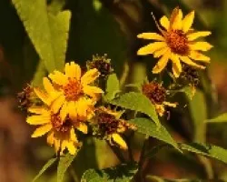 Flores del monte
