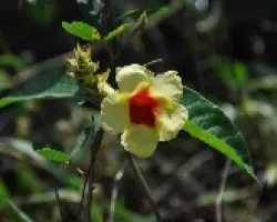 Flores del monte II