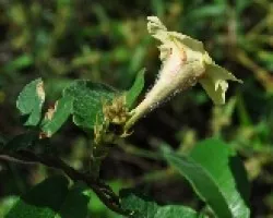 Flores del monte III