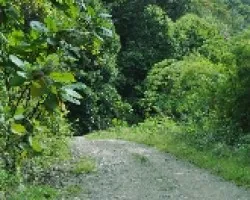 Caminito II