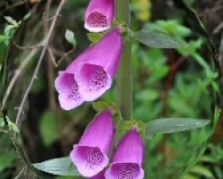 Ovalo de campanitas