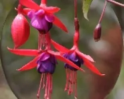 Ovalo de bailarinas