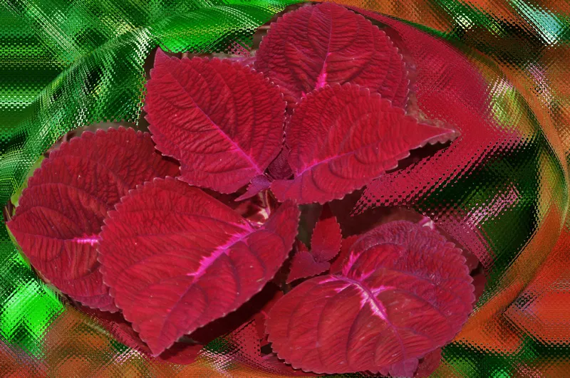 Foto