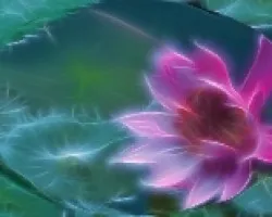 Nenufar en fractal