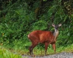 Mazama americana