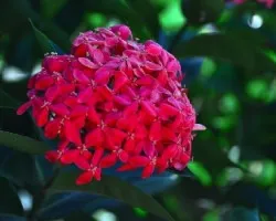 Flores I