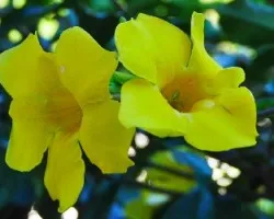 Flores II