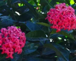 Flores III