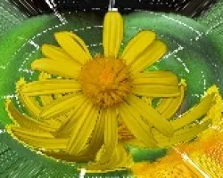 Una margarita amarilla y algo más  II