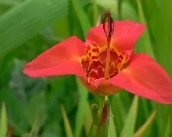 Flor original