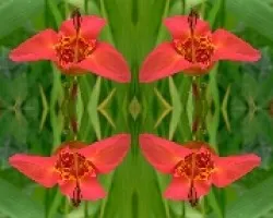 Reflejo 2