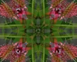 Fases de una Piña, paso IV