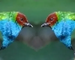 Un Ave Especial duplicada