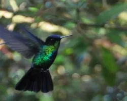 Colibrí en vuelo