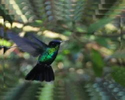 Fractal simple de Colibrí en vuelo