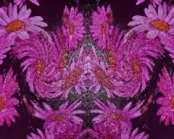 Margaritas rosa
