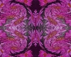 Margaritas rosa III