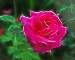 Rosa fractal