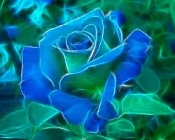Rosa azul-celeste