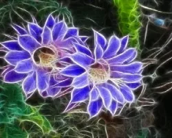 Flor de cáctu