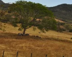 Campos Guanacastecos