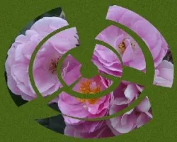 Mosaico de rositas