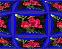 Rosa veranera 3D