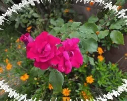 Rosa Palí I