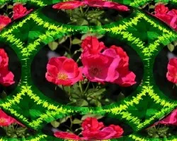 Rosas para Anacas