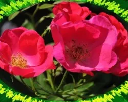 Rosas para Anacas II