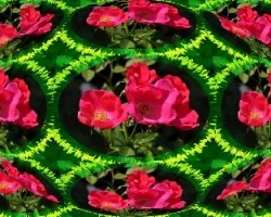 Rosas para Anacas III