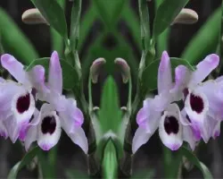 Orquidea